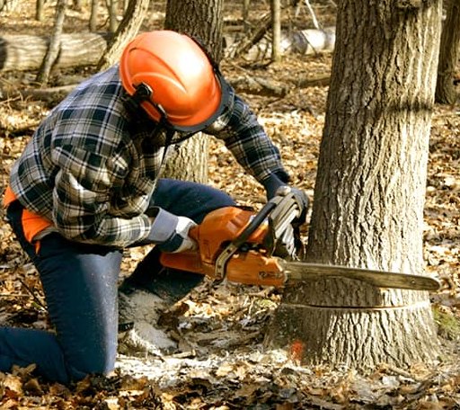 Tree Removal in Braggs, OK